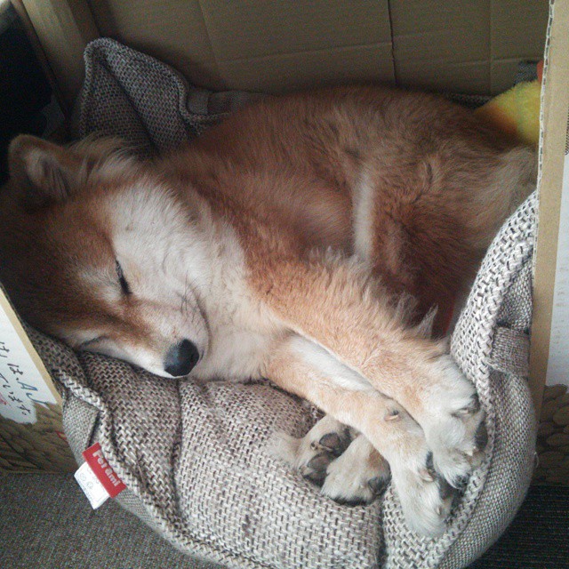 爱游戏官方入口-龙骑将军破敌如神，英伦大军鏖战葡国 论铁血意志下的胜负疆界