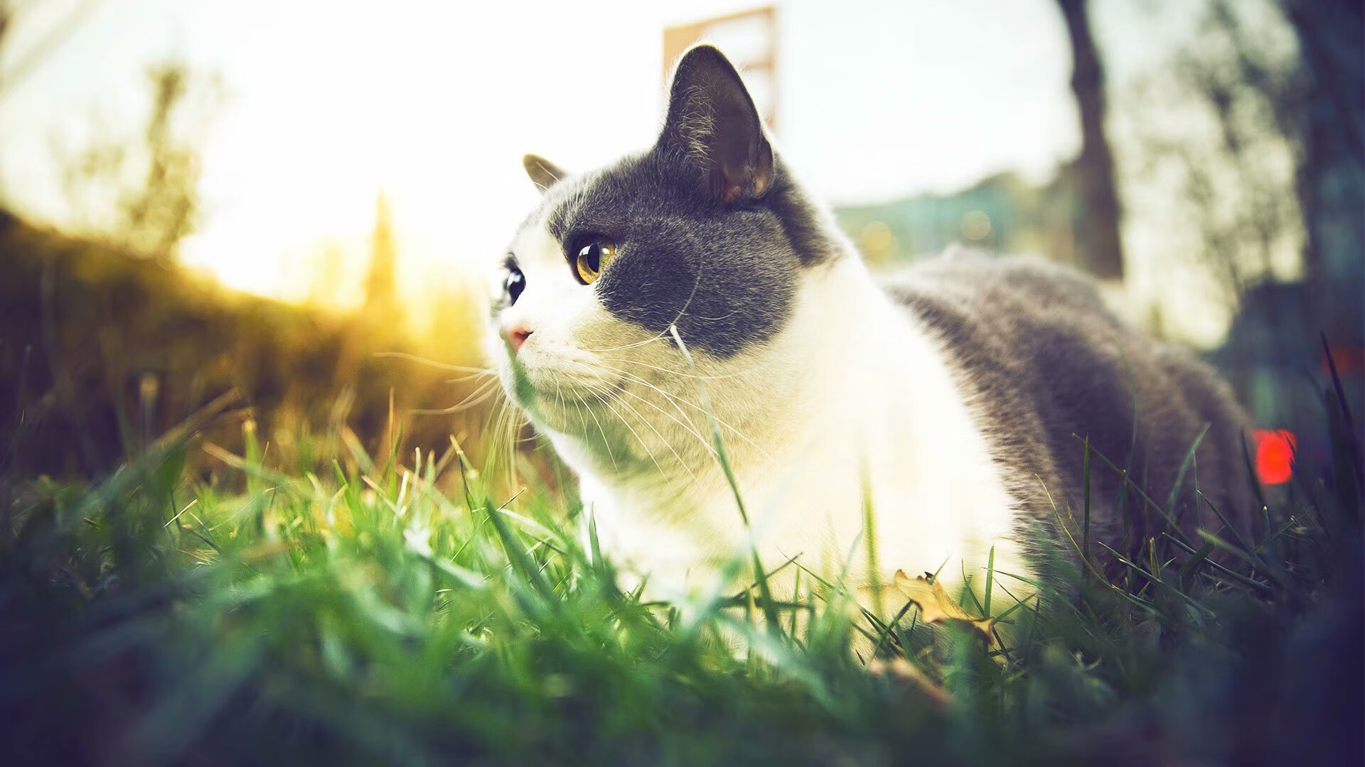 梅阿查改写蓝黑史诗，唯一未加盟巨星绝杀蓝军