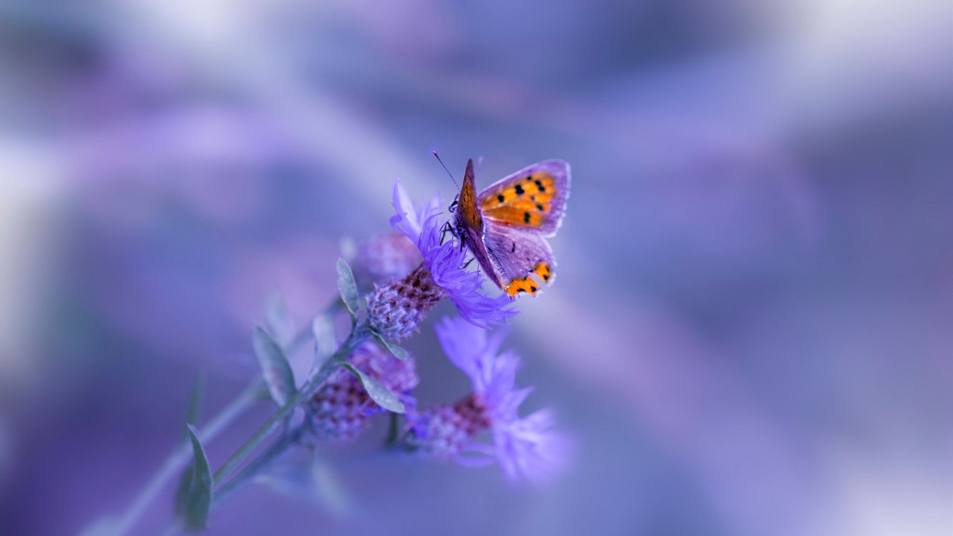 东方力量双重奏,绿茵新王登基,乒坛旧神依旧