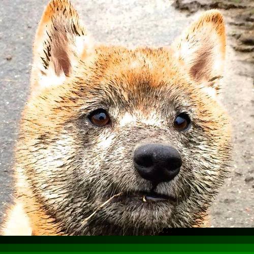 当步行者终结公牛悬念时,另一个布克正在德甲刺破黎明