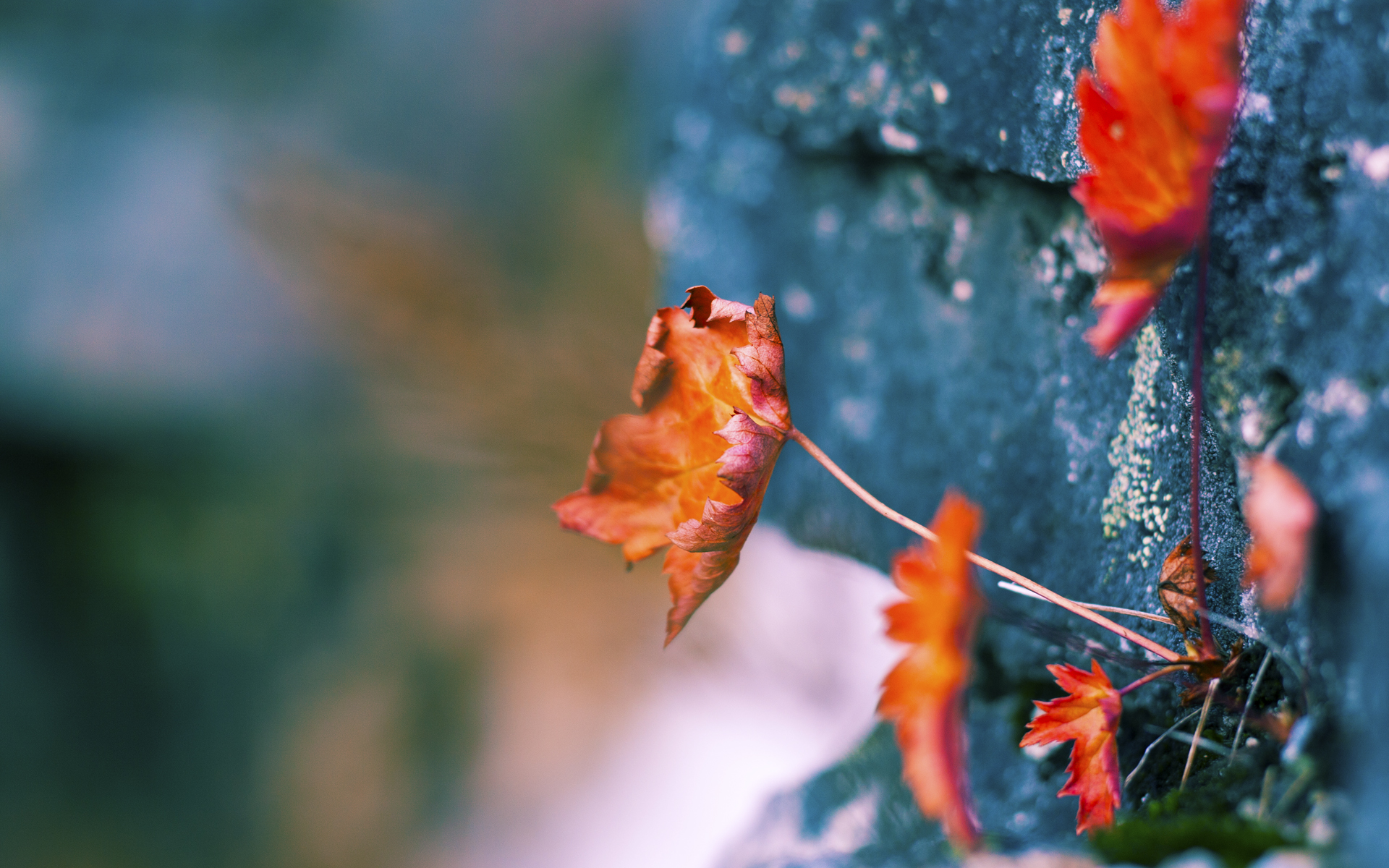 奥运之路的北境风暴,阿劳霍关键战独舞,加拿大强势击溃伊拉克锁定历史席位