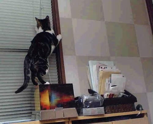 鹰击长空,踏平公牛,班凯罗的唯一性时刻