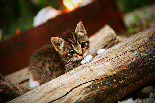 爱游戏体育-北京城下之盟，布伦森一箭定江山，猛龙神话在此终结