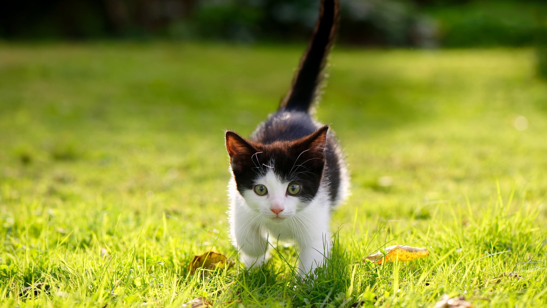 当东方巨龙遇见美国野兽，锡安撕裂广东防线之夜