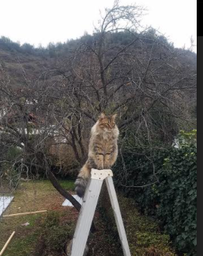 爱游戏大厅-非洲雄鹰冲垮太极虎，穆勒隔空接管的绿茵传承
