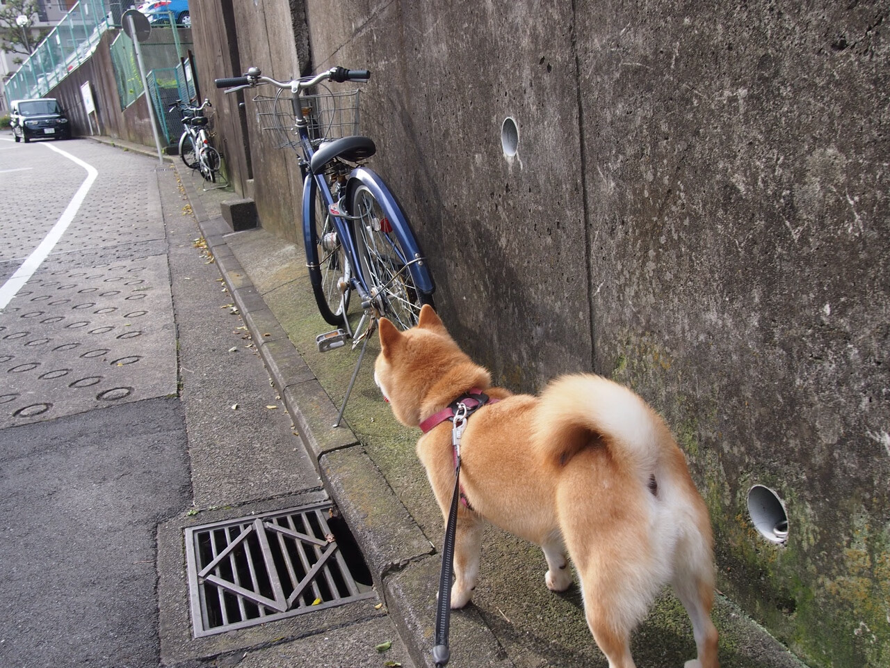 从马特乌斯的口误到温布利的荣耀，当人们谈论多特蒙德对阵阿尔及利亚时，他们在谈论奥纳纳