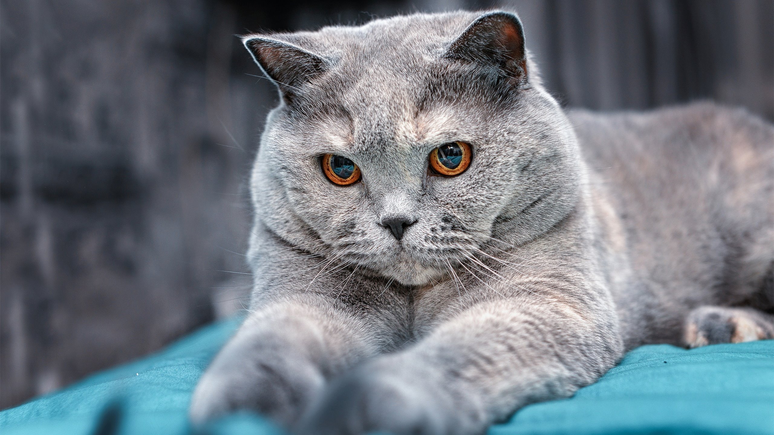 篮球世界的双重奏，湖人狂胜开拓者，德罗赞欧冠半决赛主宰赛场