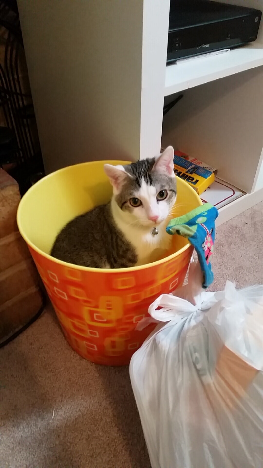 戈贝尔统治想象战场，当辽宁飞豹遭遇达拉斯独行侠