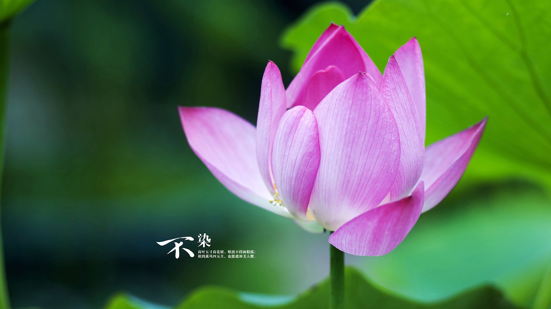 篮球唯一性奇观，辽宁队跨联赛火力压制火箭，拉文数据全面爆炸闪耀时代