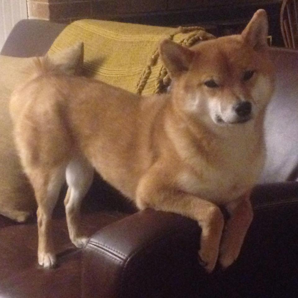 基因突变与遗传密码,库尔图瓦的节点突变如何对抗巴萨植入喀麦隆的足球DNA