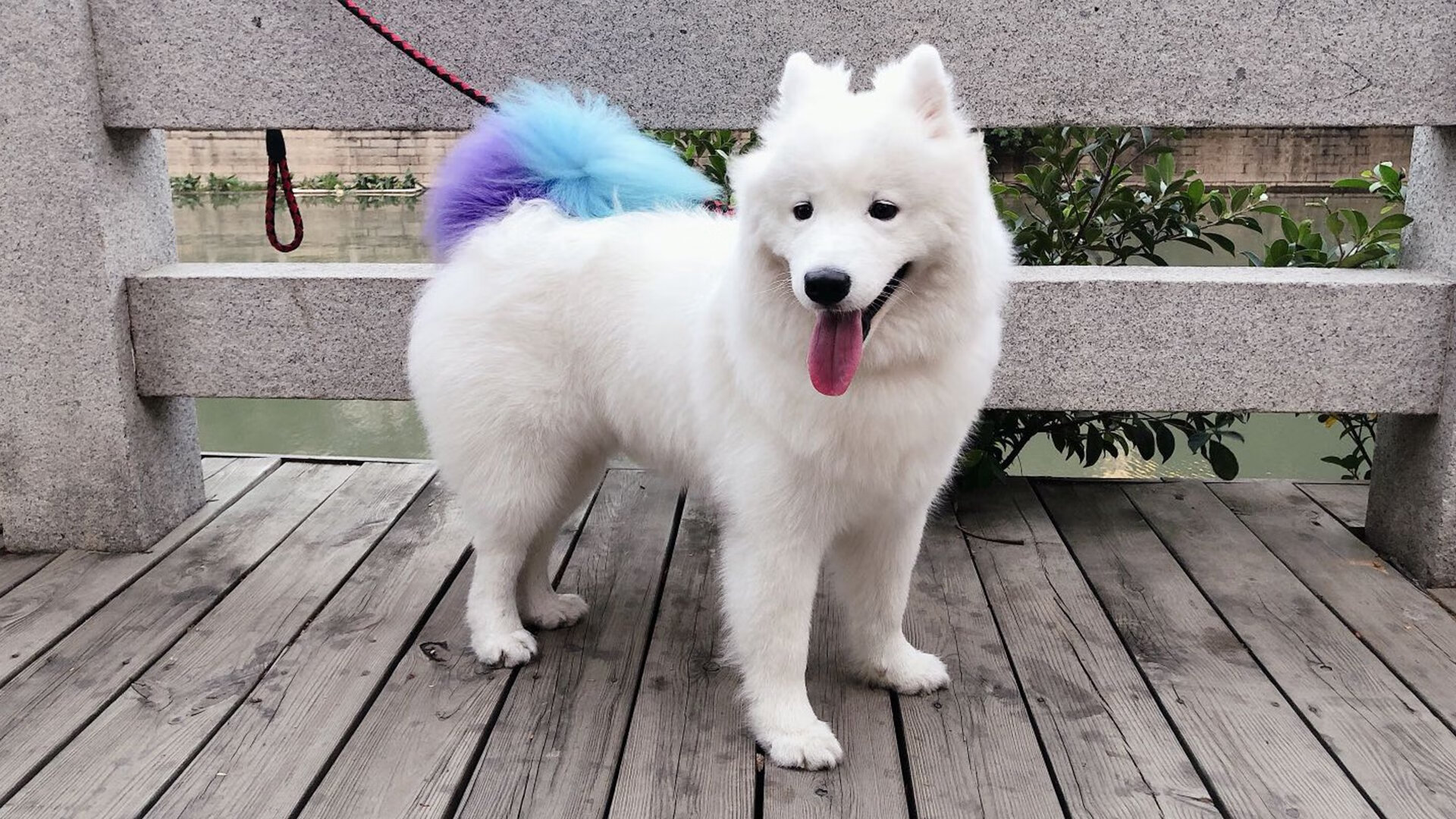 非哈姆莱特的现代莎士比亚，欧冠半决赛之夜，杰伦·格林如何将球场变作个人诗篇