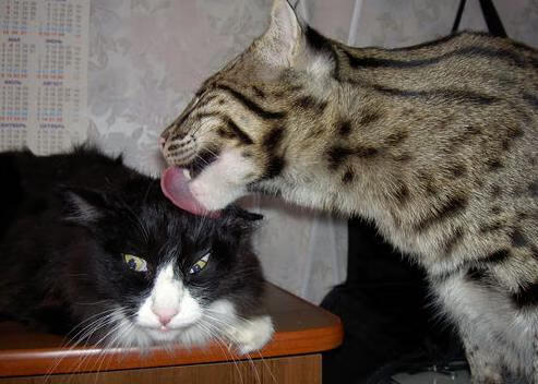 西决生死战之夜，莫兰特如何用无形存在感雕刻胜利