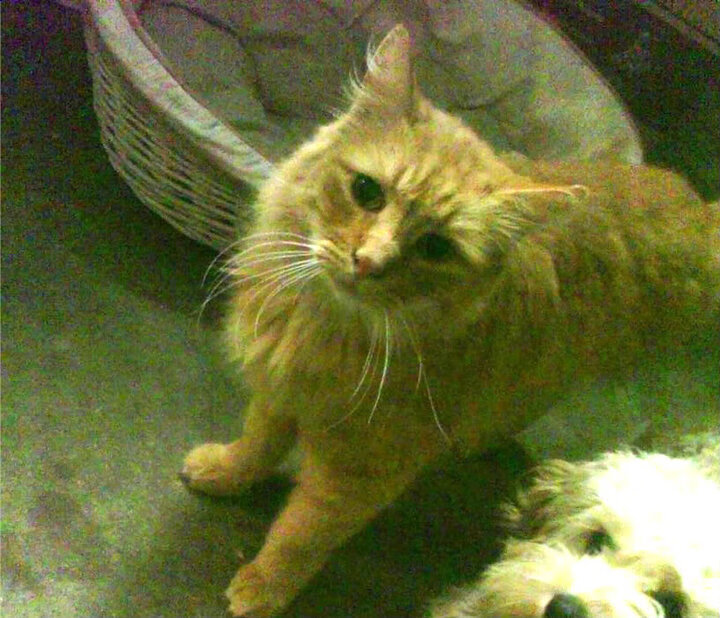 群星黯淡时，霍勒迪的唯一光芒