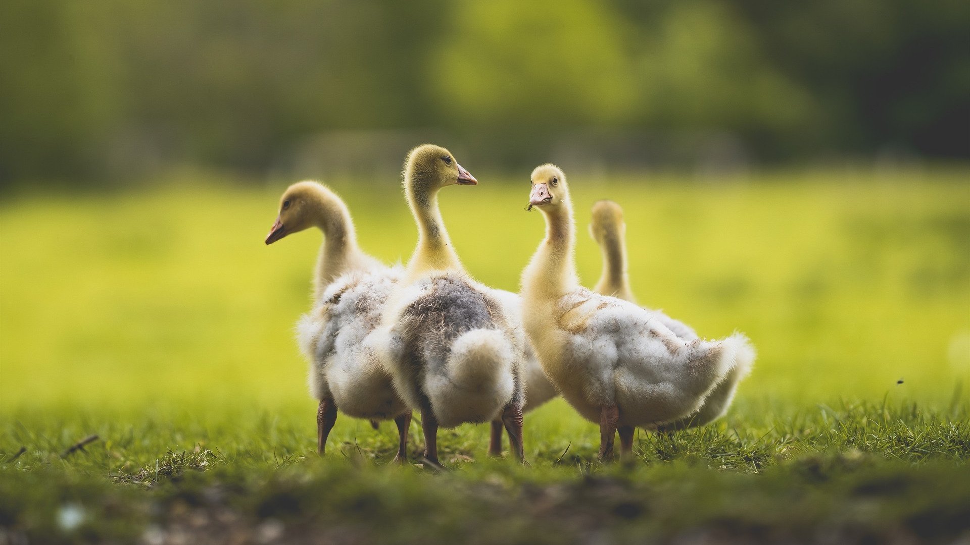 从硬木到赛道,西亚卡姆以F1式接管终结勇士王朝