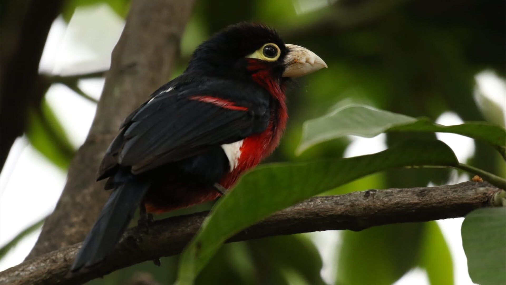 平行宇宙的MVP，当灰熊完胜雷霆之夜，拉文在东决关键战接管比赛