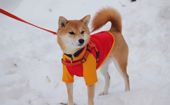 唯一之夜,F1新赛季揭幕战,拉文在重压下爆发书写传奇