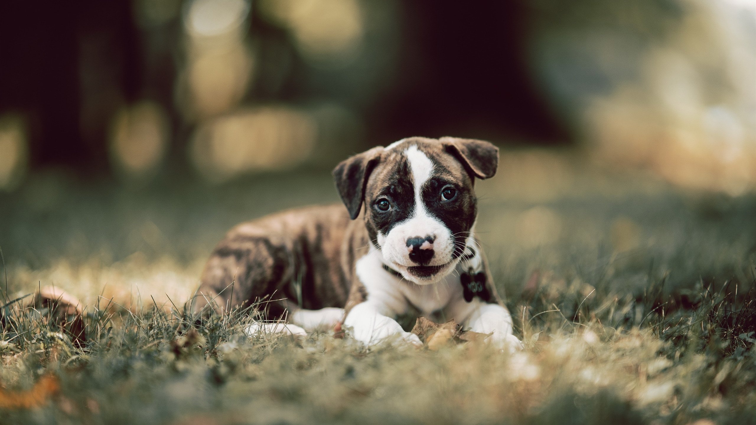 压力容器内燃，奥运周期关键战之夜，杜兰特的独一性化学反应