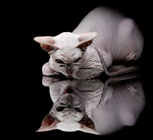 爱游戏tv-当奥地利冰河遇见亚马逊激流，足球节奏的艺术与若日尼奥的英超霸权