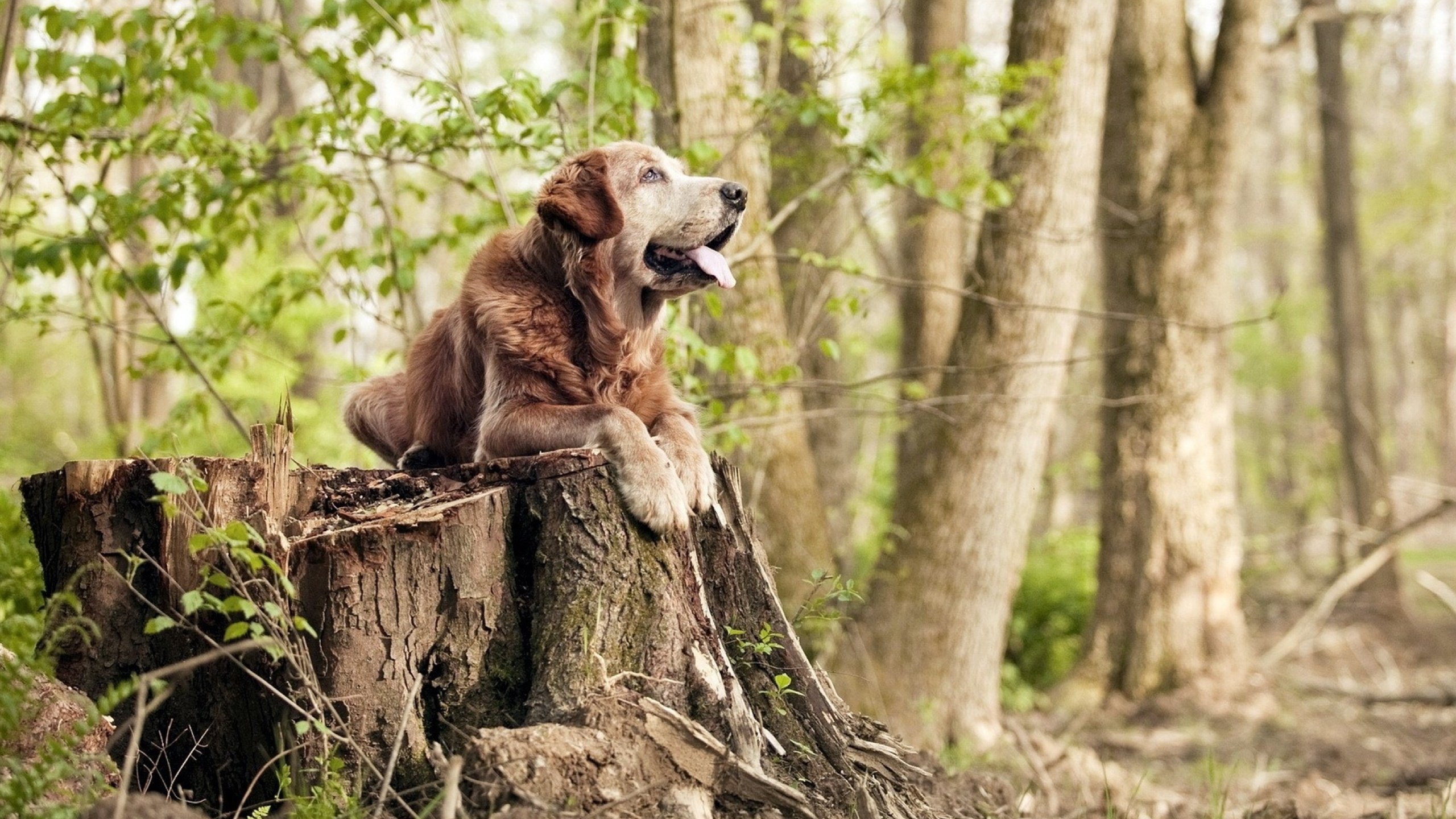 爱游戏官方-雷霆之锤砸碎速度之矛，东契奇用冷血终杀诠释节奏终极掌控