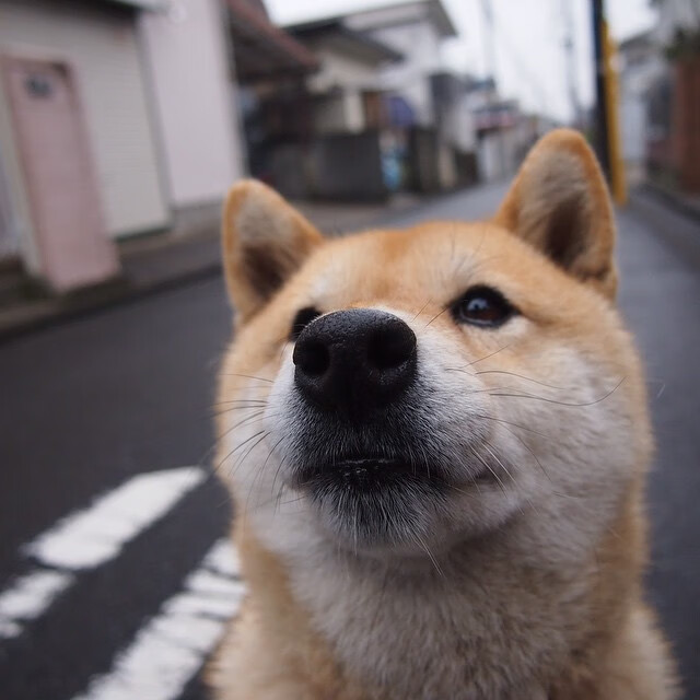 爱游戏在线-跨界征服者，当足球战场与F1街道同时刻上戈麦斯之名